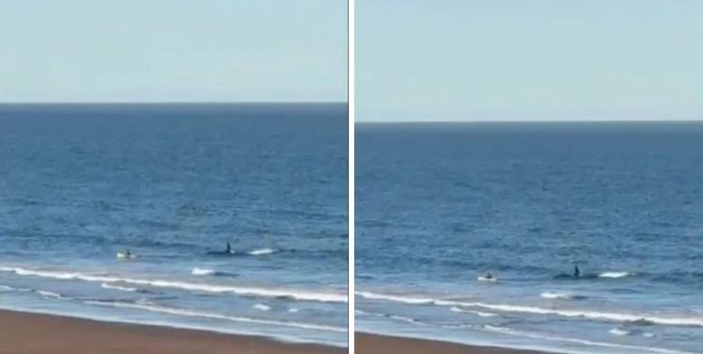 Incidente en Río Negro: un kayakista experimentó un tenso acercamiento con una orca