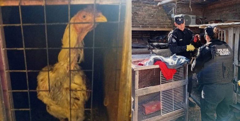 Policía de Santa Fe rescató gallos de riña en un procedimiento en la capital provincial