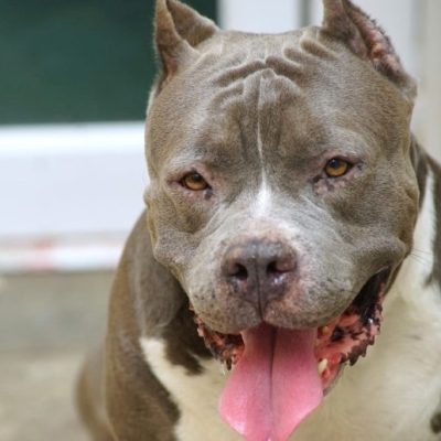 Mujer herida tras un ataque de dos pitbulls en la localidad de Cayastá