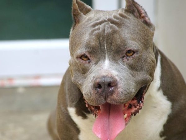 Mujer herida tras un ataque de dos pitbulls en la localidad de Cayastá