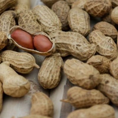 El maní argentino ajusta producción por costos y clima, pero afianza su rol exportador