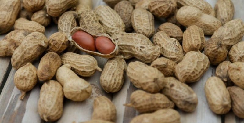 El maní argentino ajusta producción por costos y clima, pero afianza su rol exportador