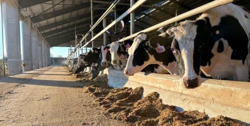 Los tambos confinados y los desafíos de la lechería, eje de innovación en TodoLáctea