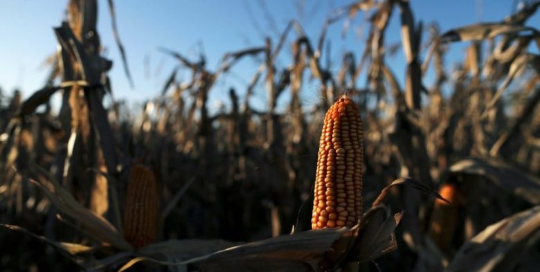 Maíz argentino: el más competitivo del mundo impulsa las exportaciones