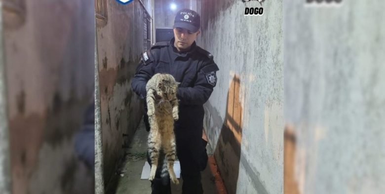 Bomberos Zapadores rescataron a un gato de un caño de desagüe en una vivienda de Santa Fe
