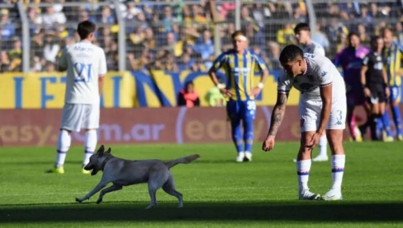 ¡Se gambeteó a todos! Un perro invadió la cancha del duelo Rosario Central – Tigre