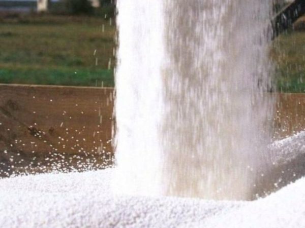 Región Núcleo: Por la baja de la urea, el recorte de área de trigo se reduce al 12%