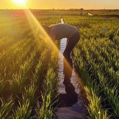 Entre Ríos: el déficit hídrico de mayo anticipa caída histórica en el arroz