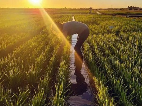 Entre Ríos: el déficit hídrico de mayo anticipa caída histórica en el arroz