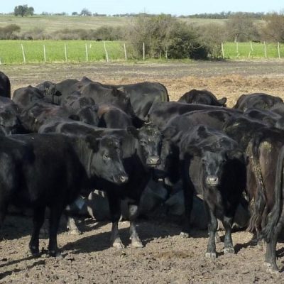 Congreso Ganadero Rosario: la ganadería impulsa su expansión y enfrenta desafíos