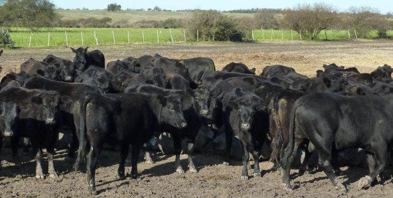 Congreso Ganadero Rosario: la ganadería impulsa su expansión y enfrenta desafíos