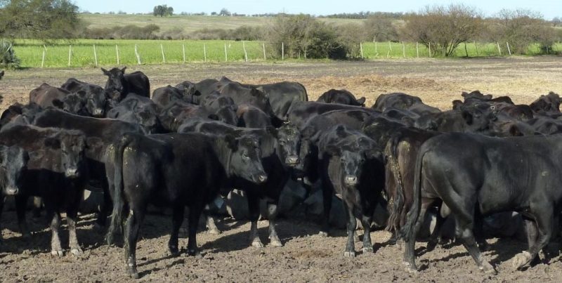 Congreso Ganadero Rosario: la ganadería impulsa su expansión y enfrenta desafíos