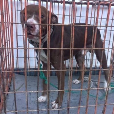 Santa Fe: la Policía rescató un perro maltratado tras una denuncia por violencia animal