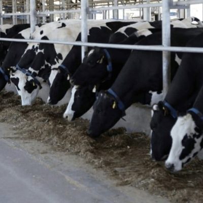 La Región Centro propone vacunar tambos contra aftosa durante el secado para reducir pérdidas