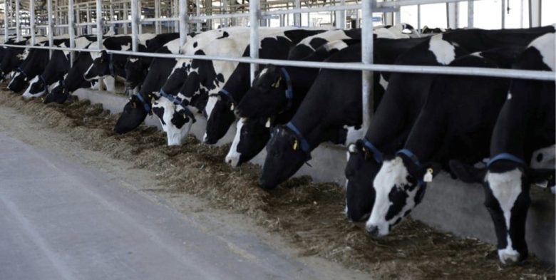 La Región Centro propone vacunar tambos contra aftosa durante el secado para reducir pérdidas