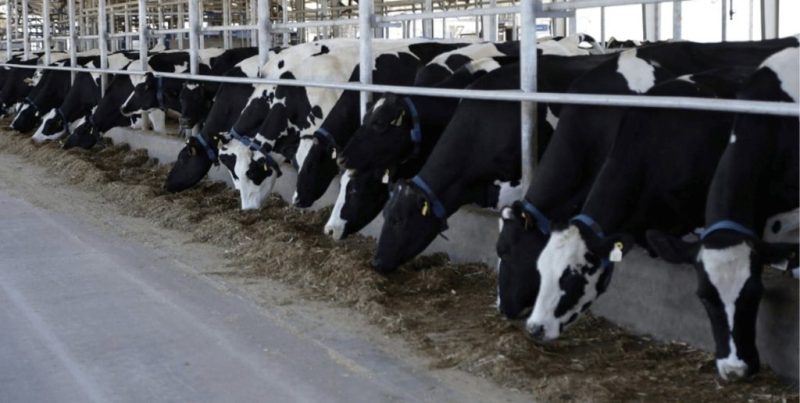La Región Centro propone vacunar tambos contra aftosa durante el secado para reducir pérdidas