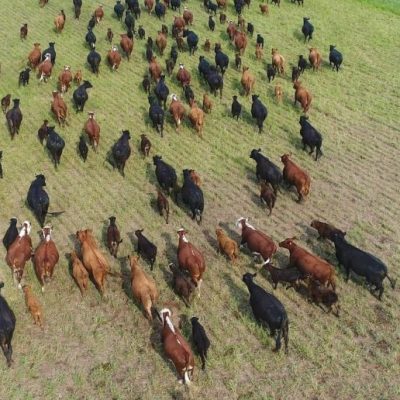 Rosario: el 13° Congreso Ganadero analiza el futuro de la cadena cárnica