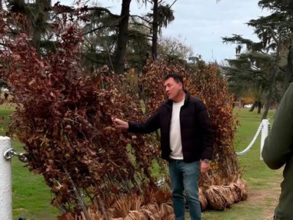 San Lorenzo: comenzó la renovación del arbolado en el Campo de la Gloria