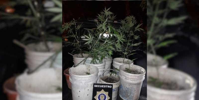La PDI secuestró diez plantas de marihuana en una vivienda de Laguna Paiva
