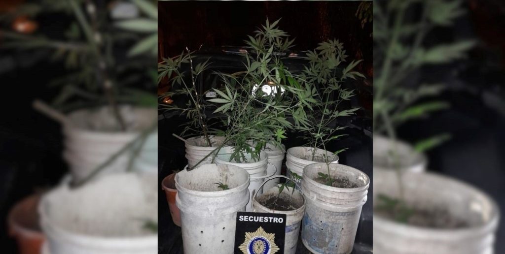 La PDI secuestró diez plantas de marihuana en una vivienda de Laguna Paiva