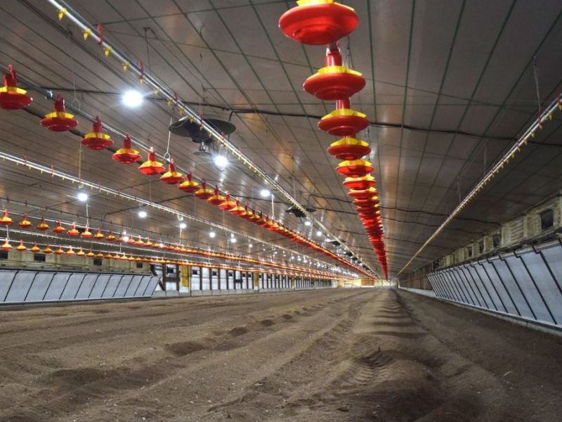 Inversión avícola millonaria en Villaguay: construyen una granja con tecnología de punta