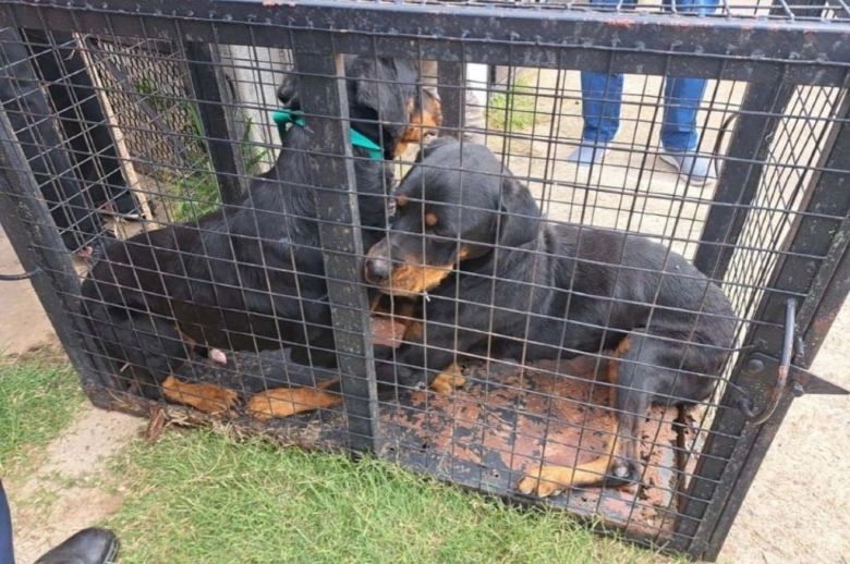 Una mujer fue condenada por maltrato animal en Concordia