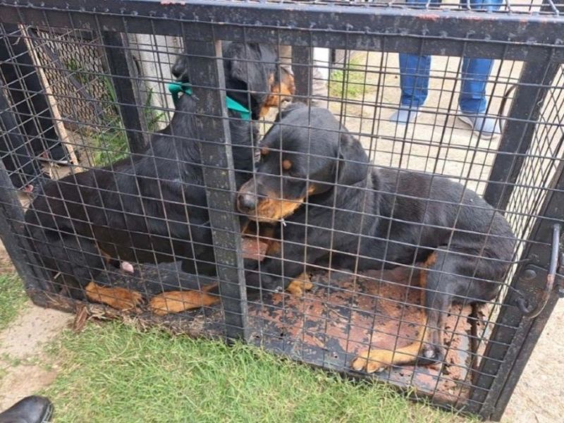 Una mujer fue condenada por maltrato animal en Concordia