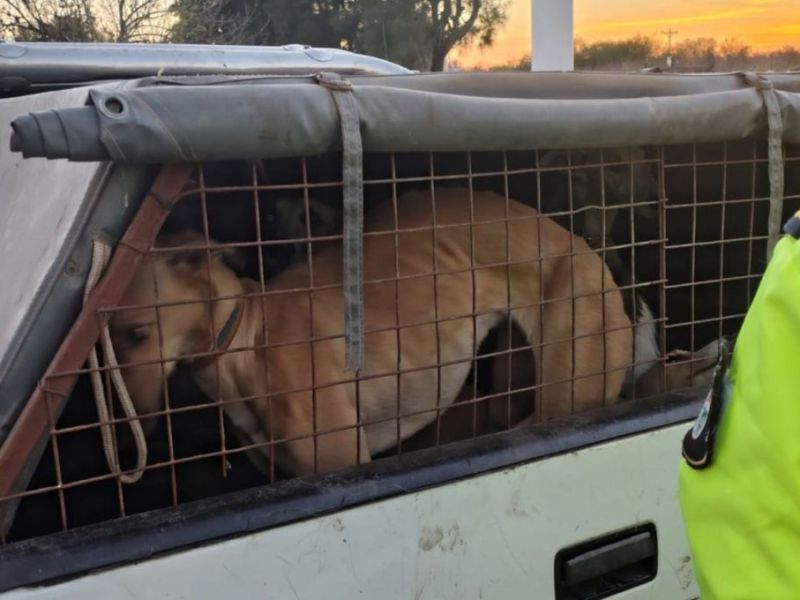 Entre Ríos: decomisaron carne de procedencia irregular y detectaron caza furtiva en Tala