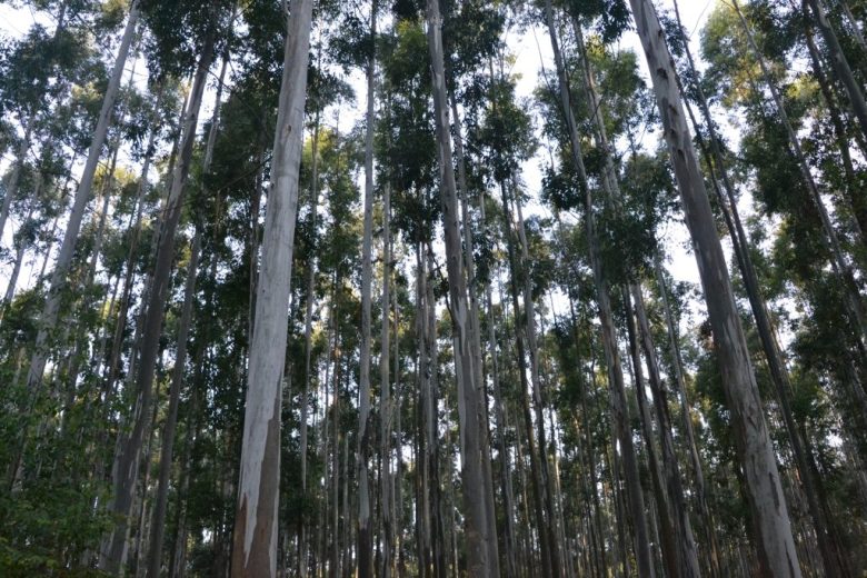 Censo Nacional Foresto Industrial 2026: Entre Ríos inicia el relevamiento de su cadena forestal el 24 de junio