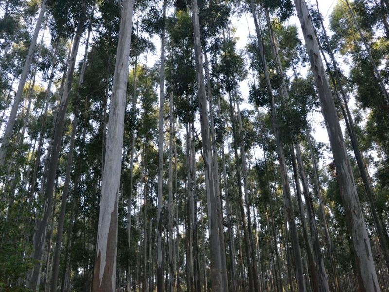 Censo Nacional Foresto Industrial 2026: Entre Ríos inicia el relevamiento de su cadena forestal el 24 de junio