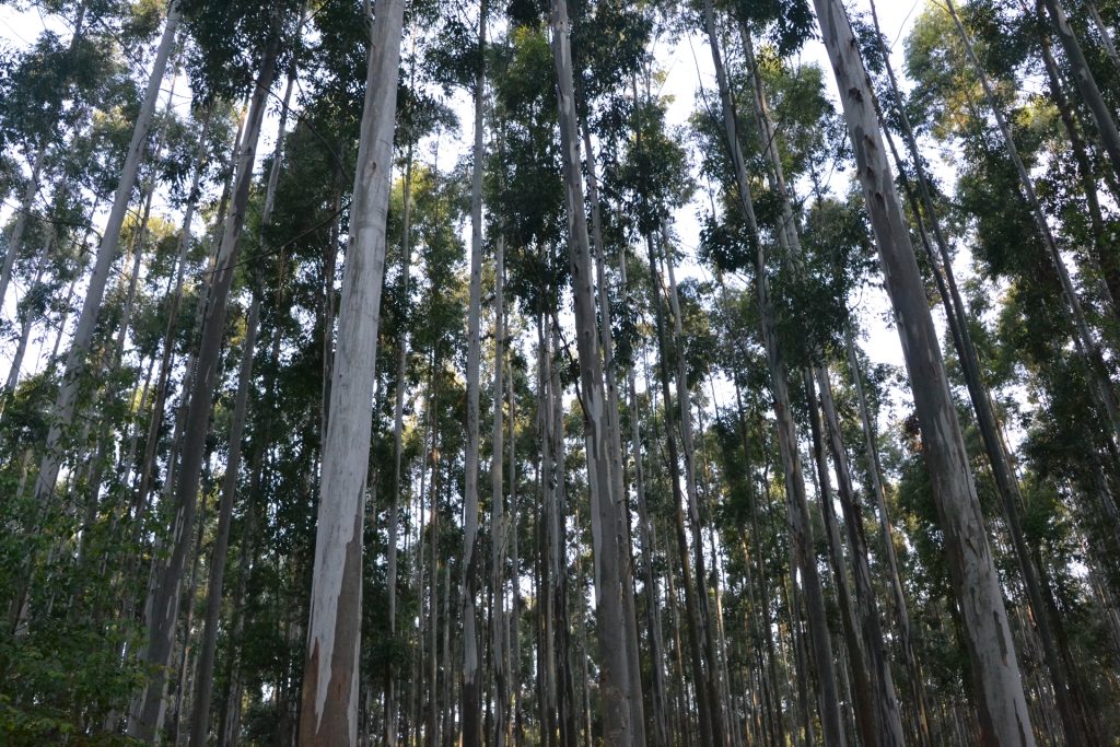 Censo Nacional Foresto Industrial 2026: Entre Ríos inicia el relevamiento de su cadena forestal el 24 de junio