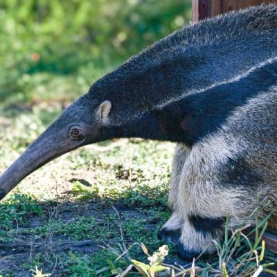 Hito de conservación: tras ser rehabilitados en La Esmeralda, liberan ejemplares emblemáticos de la fauna santafesina