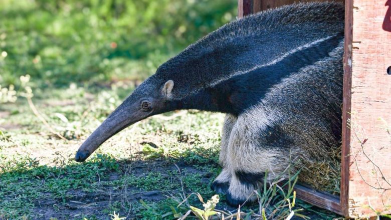 Hito de conservación: tras ser rehabilitados en La Esmeralda, liberan ejemplares emblemáticos de la fauna santafesina