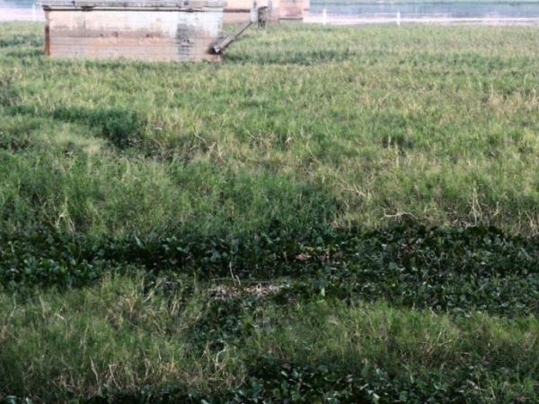 Arrancó la remoción de embalsados en la Laguna Setúbal de Santa Fe, con la mira en los Juegos Suramericanos