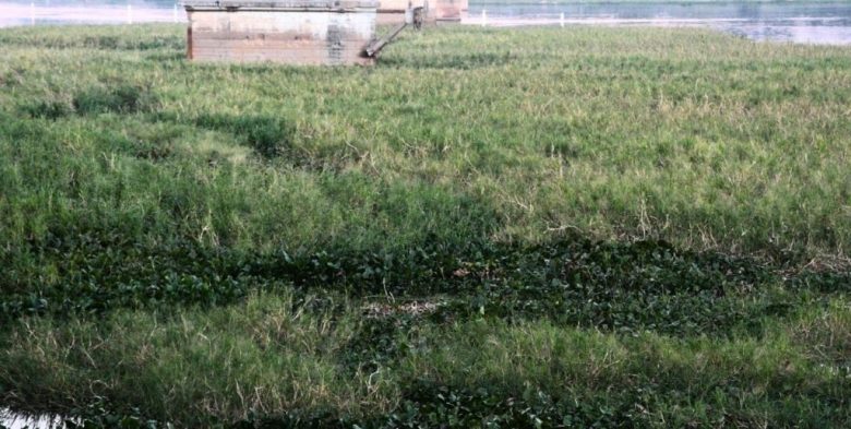 Arrancó la remoción de embalsados en la Laguna Setúbal de Santa Fe, con la mira en los Juegos Suramericanos