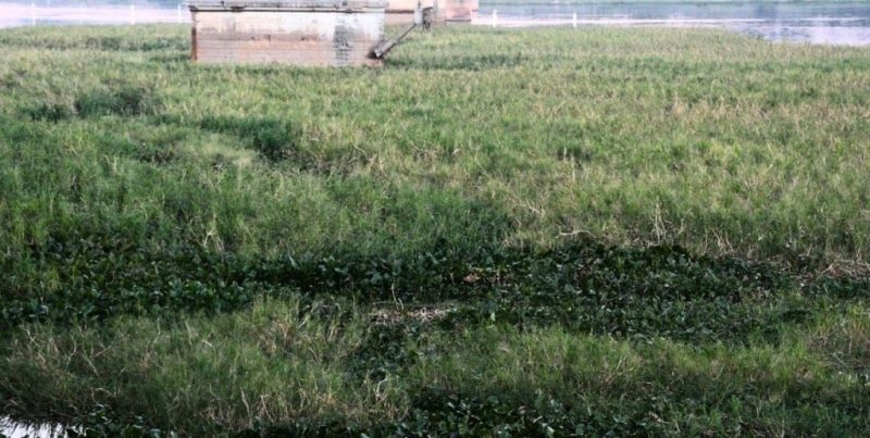 Arrancó la remoción de embalsados en la Laguna Setúbal de Santa Fe, con la mira en los Juegos Suramericanos