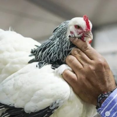 Las aves regresaron a la Rural de Palermo tras cuatro años por influenza aviar