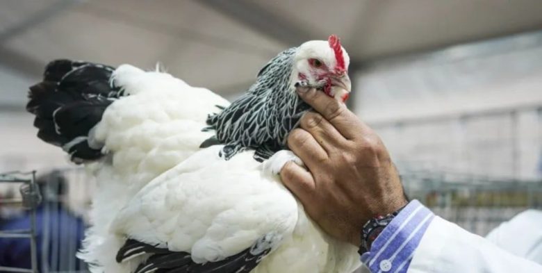 Las aves regresaron a la Rural de Palermo tras cuatro años por influenza aviar