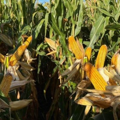 La Patagonia entra en la discusión agrícola: el potencial que sorprendió en Aapresid