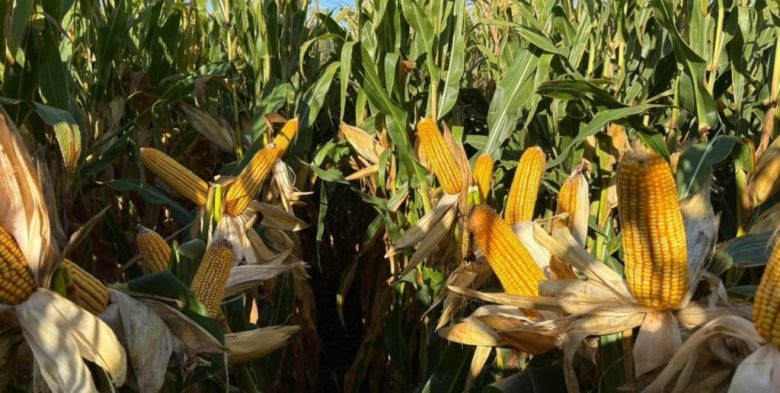 La Patagonia entra en la discusión agrícola: el potencial que sorprendió en Aapresid