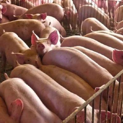 Mercado porcino argentino: producción y consumo alcanzan récords históricos en 2026