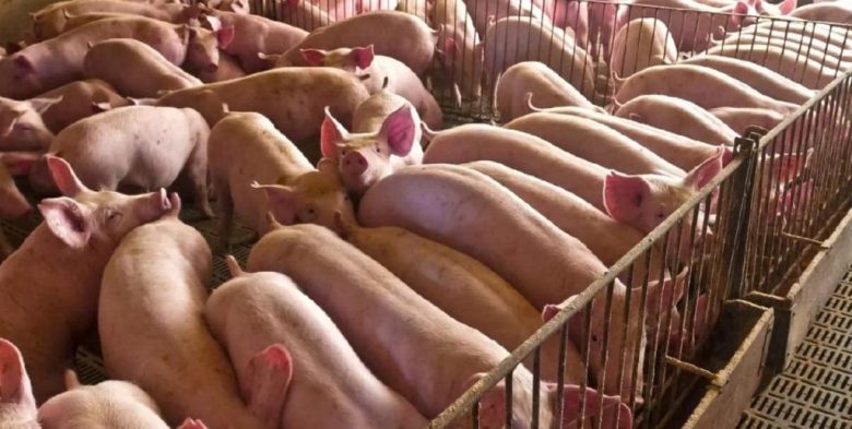 Mercado porcino argentino: producción y consumo alcanzan récords históricos en 2026