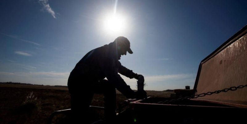Siembra de trigo: avanza al 92% y consolida buenas perspectivas por humedad