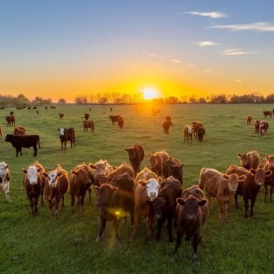 Santa Fe lanza sistema para certificar producción sin deforestación: clave para la UE y la competitividad