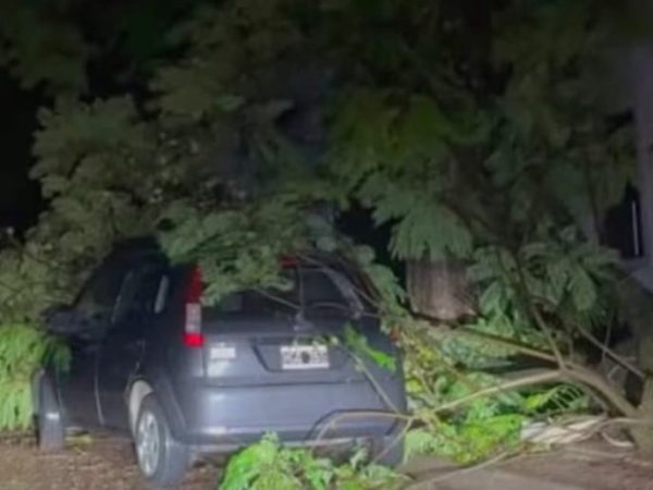 Fatal incidente en Concordia: una mujer falleció al caer un árbol sobre su vivienda durante un temporal