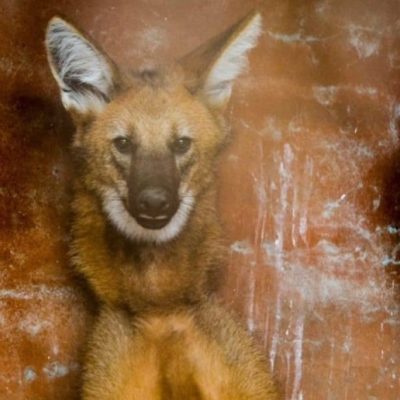 Rescataron un aguará guazú hallado en un predio de Puerto General San Martín