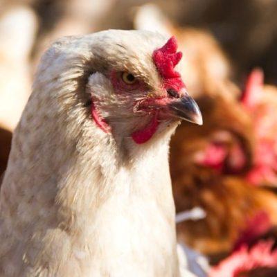 Avicultura argentina: crecimiento y liderazgo exportador con foco en inversiones