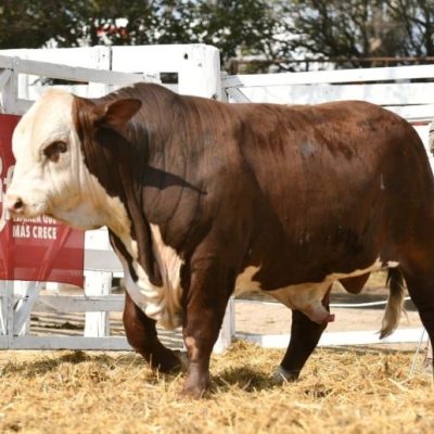 La ganadería santafesina tiene cita en San Justo: comienza la cuenta regresiva para la Expo Rural