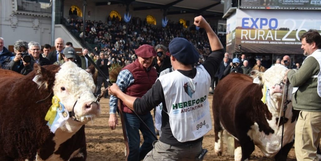 La raza Hereford: histórica participación y éxito productivo en la Rural de Palermo