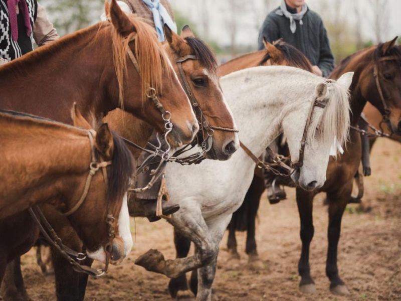 Los caballos criollos volverán a ser protagonistas de la Expo Rural de Gualeguaychú